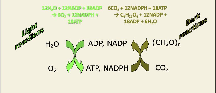 <ul><li><p>the light reactions also called the ‘light dependent reactions’ and the ‘thylakoid reactions’ </p></li><li><p>the dark reactions are also called the ‘light-independent reactions’ or ‘stroma reactions’ </p></li><li><p>given that the latter also occur in the cytoplasm of cyanobacteria, and that they are dependent on the products of the light reactions → hence are not really independent of light</p></li></ul><p></p>