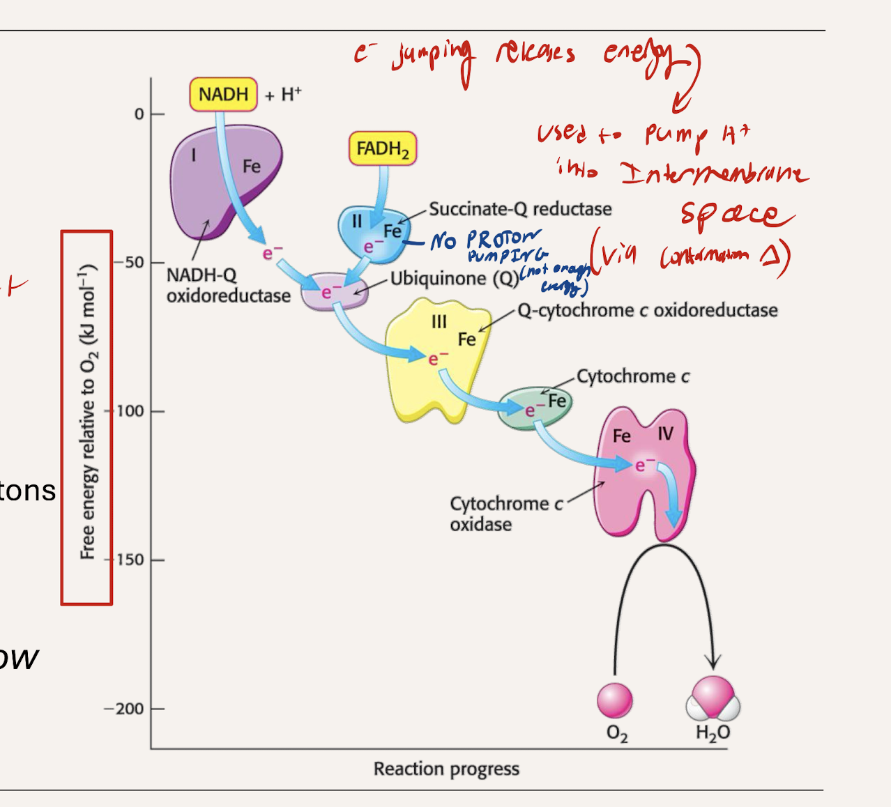 <p>C1, C3, C4 all Pump</p><ul><li><p>large enough drop in energy between each to pump out a proton</p></li></ul><p></p><p>C2 does not pump</p><ul><li><p>The difference in reduction potential and energy is not great enough to release energy for pumping.&nbsp;</p></li></ul><p></p>