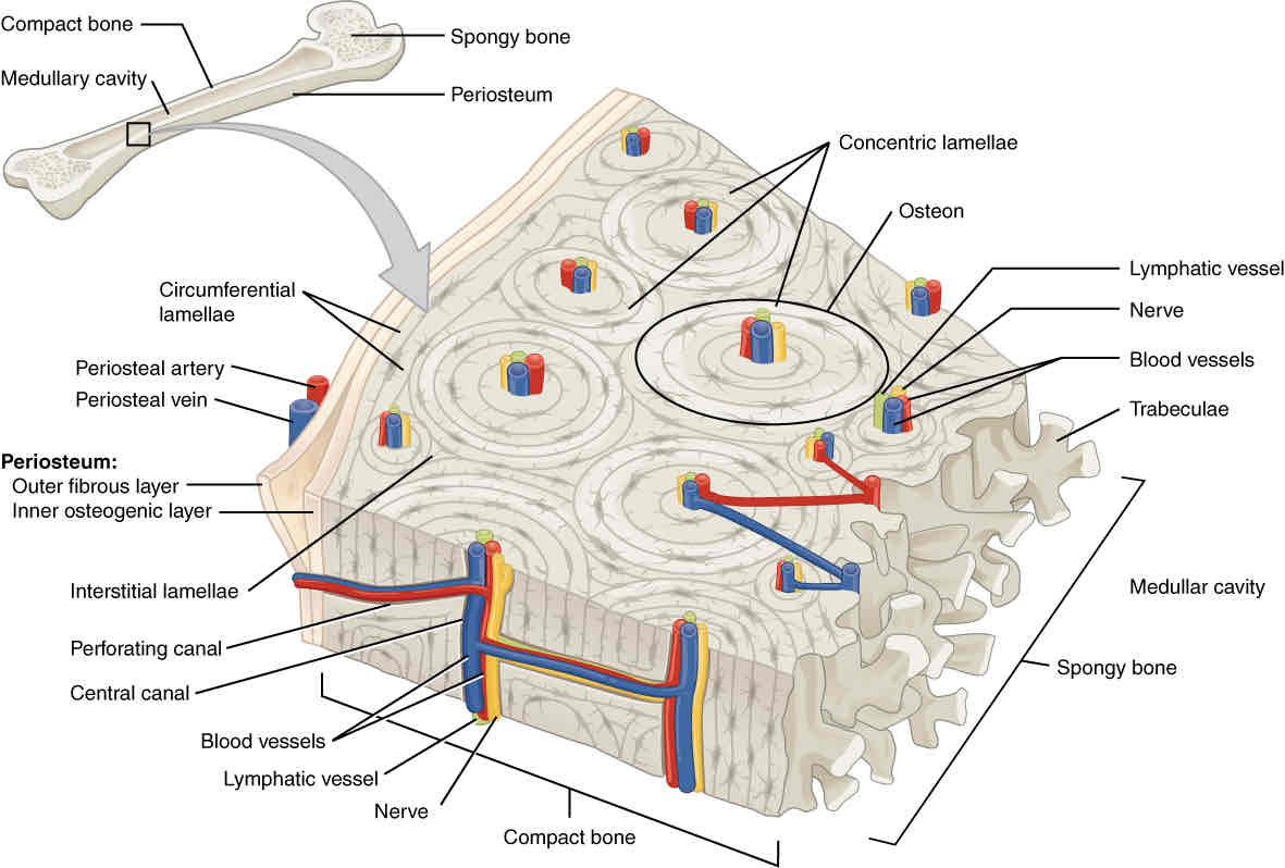 <p>laid down in columns or towers called osteons</p>
