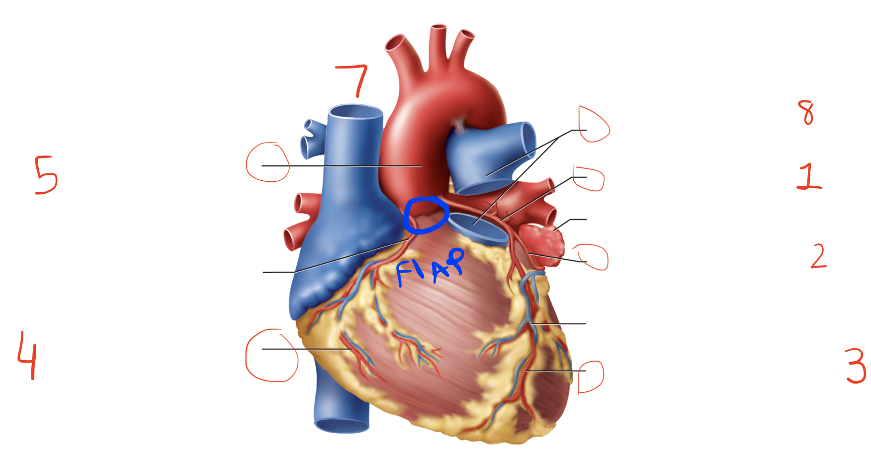 <p>Name 3 and 4</p>