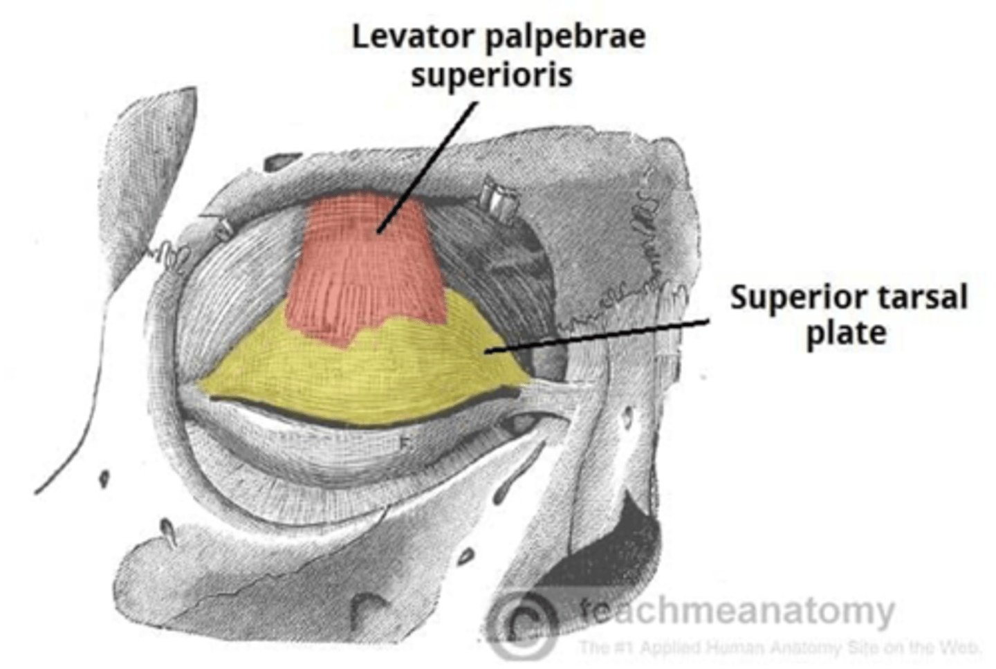 <p>Tarsal plate</p>