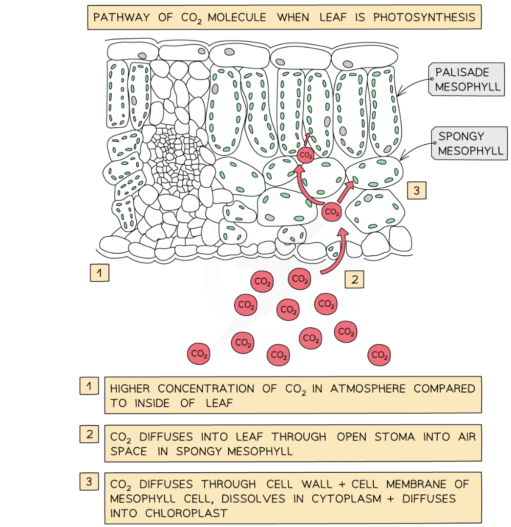 <p>1. in the atmosphere: higher concentration of carbon dioxide compared to inside the leaf</p><p>2. co2 diffuses into leaf through open stoma into air space in spongy mesophyll</p><p>3. co2 diffuses through cell wall + cell membrane of mesophyll cell, dissolves in the cytoplasm + diffuses into chloroplast</p>