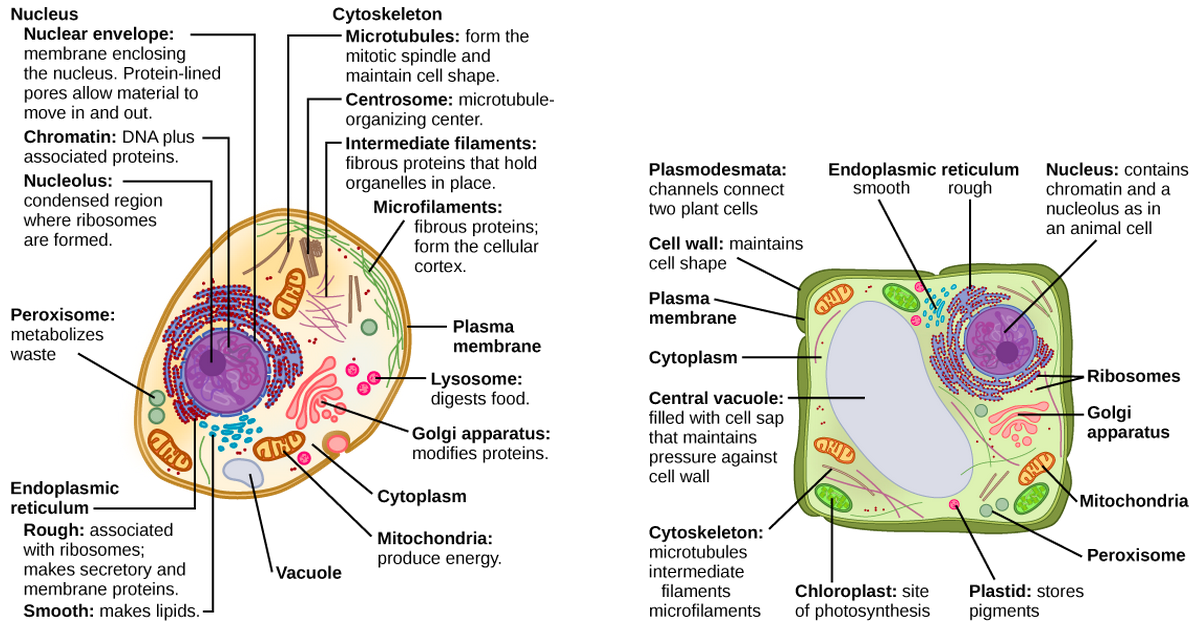 Parts of Cell and its Functions