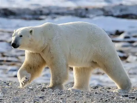 <p><em>Ursus maritimus </em></p>