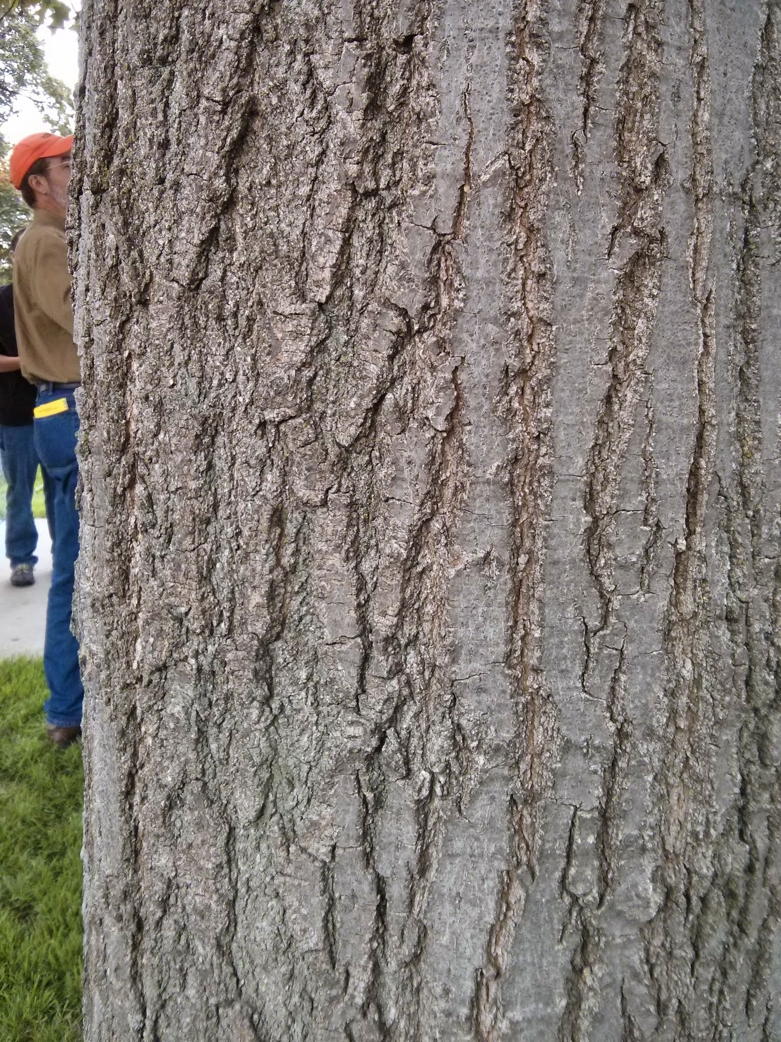 <p>northern red oak, Quercus rubra (Fagaceae)</p>