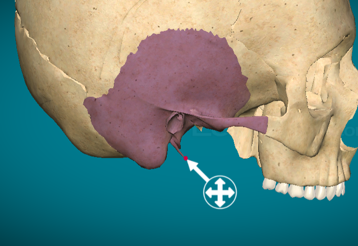 <p>Temporal bone: Styloid process</p>