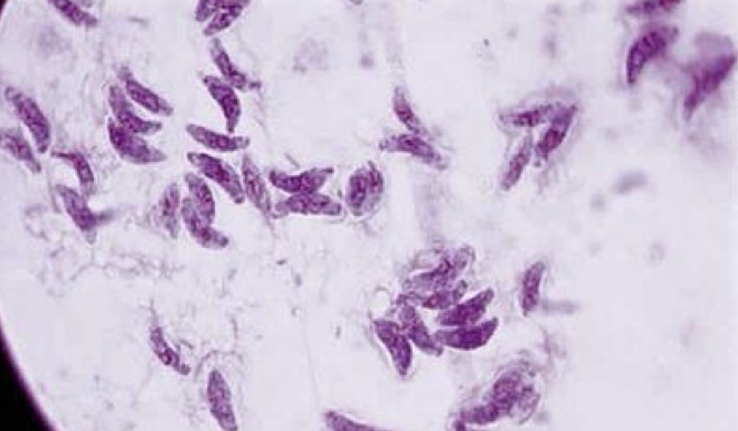 <p>Identify: Protozoa</p>