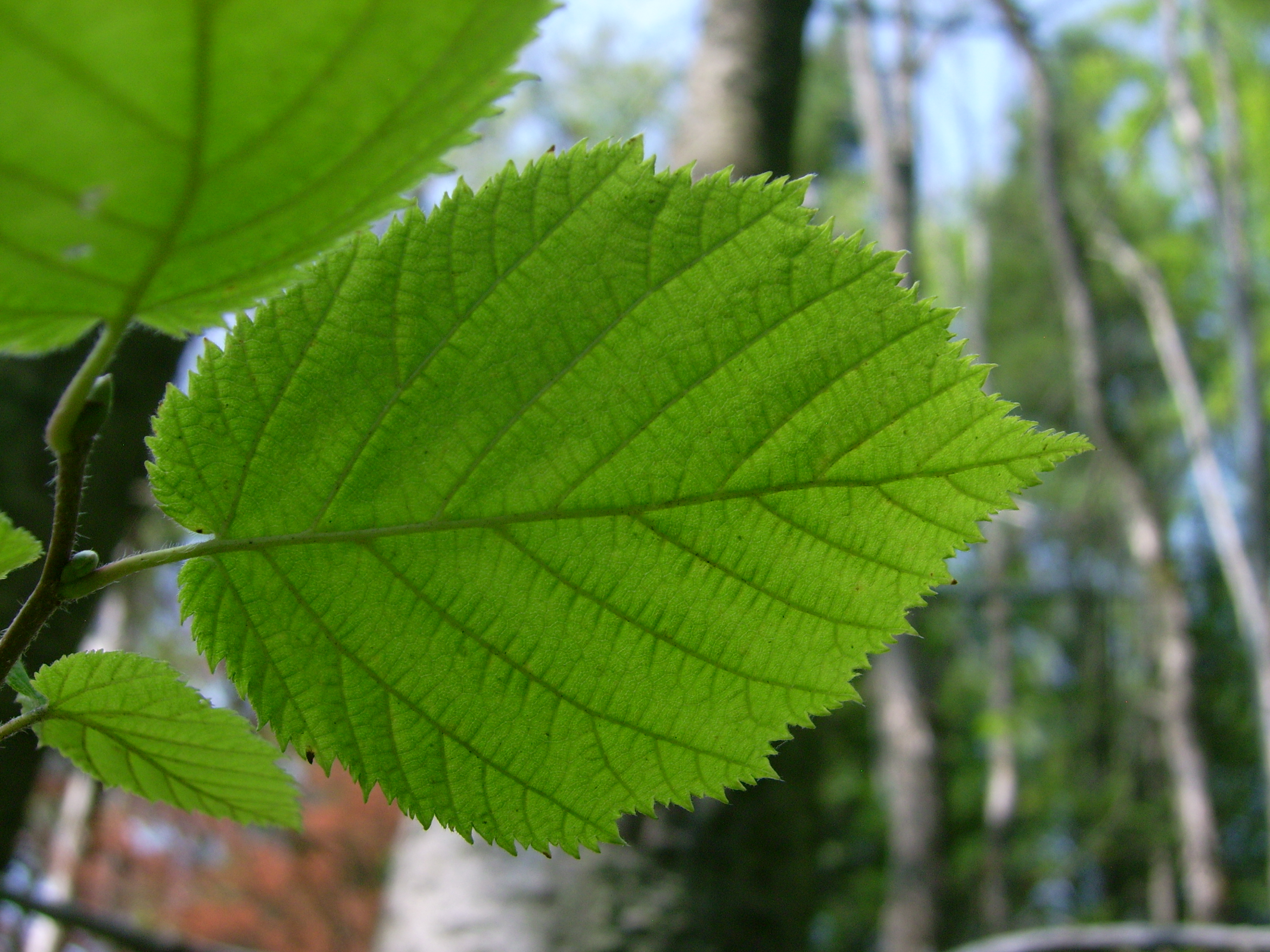 <p>beaked hazelnut, Corylus cornuta, Betulaceae</p>