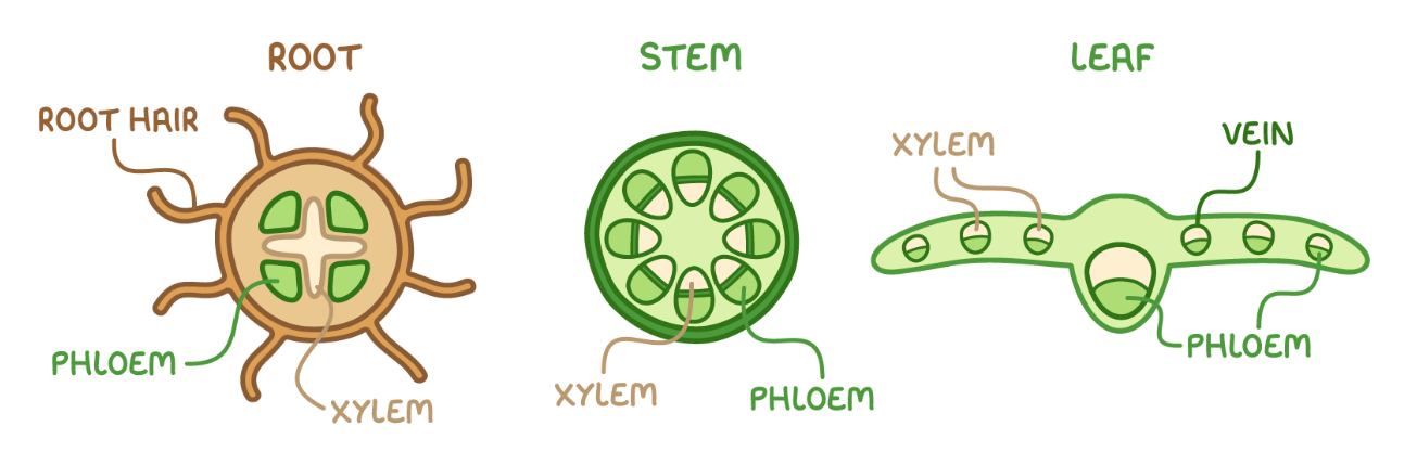 knowt flashcard image