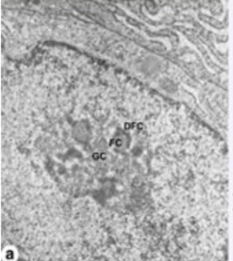Au sein d’un nucléole, quelle sont les différentes parties observables ? 
