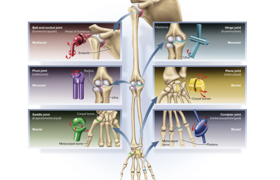 <ul><li><p><span>A bone spins on its longitudinal axis</span></p></li></ul><ul><li><p><span>Monoaxial joints</span></p></li><li><p><span>Examples: atlantoaxial joint (C1 and C2), radioulnar joint at the elbow</span></p></li></ul><p></p>