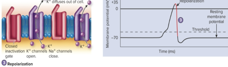 <p>Na+ channels close and additional K+ channels continue to open. Na+ movement into the cell stops, and K+ movement out of the cell increases, causing repolarization</p>