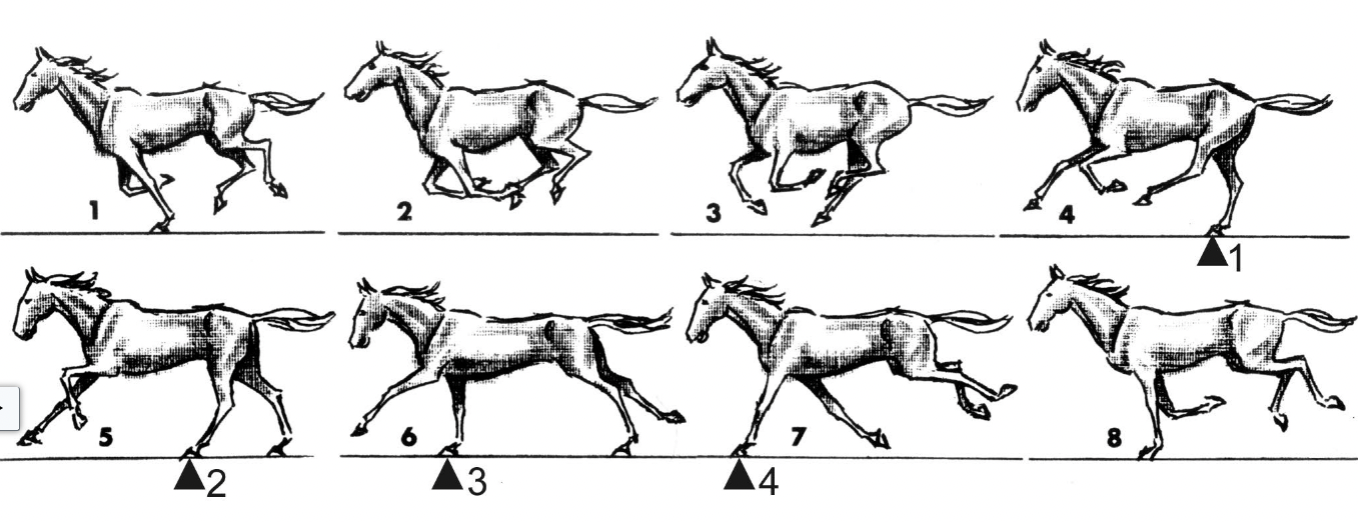 <p>4 beat, asymmetrical, period of suspension, on a “lead”</p><p>same as canter but faster which results in 4 beats</p>