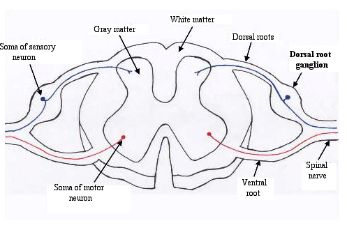<p>carry central neuron signals to central nervous system</p>