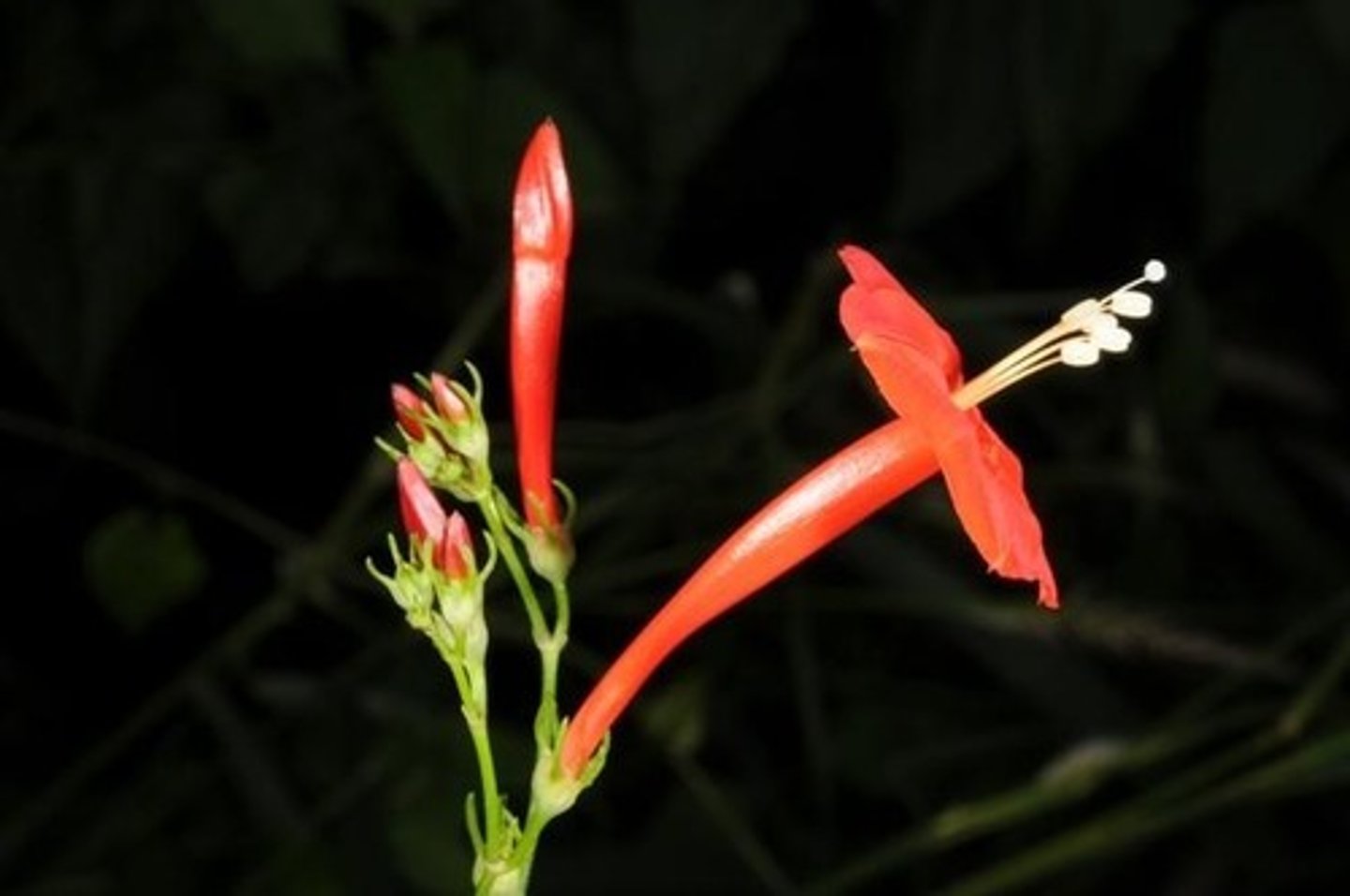 <p>what flower shape is this?</p>