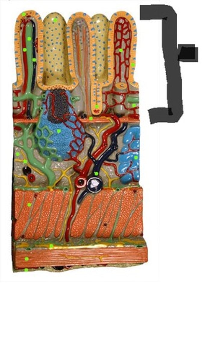 <p>The innermost layer of the digestive tract, responsible for absorption.</p>