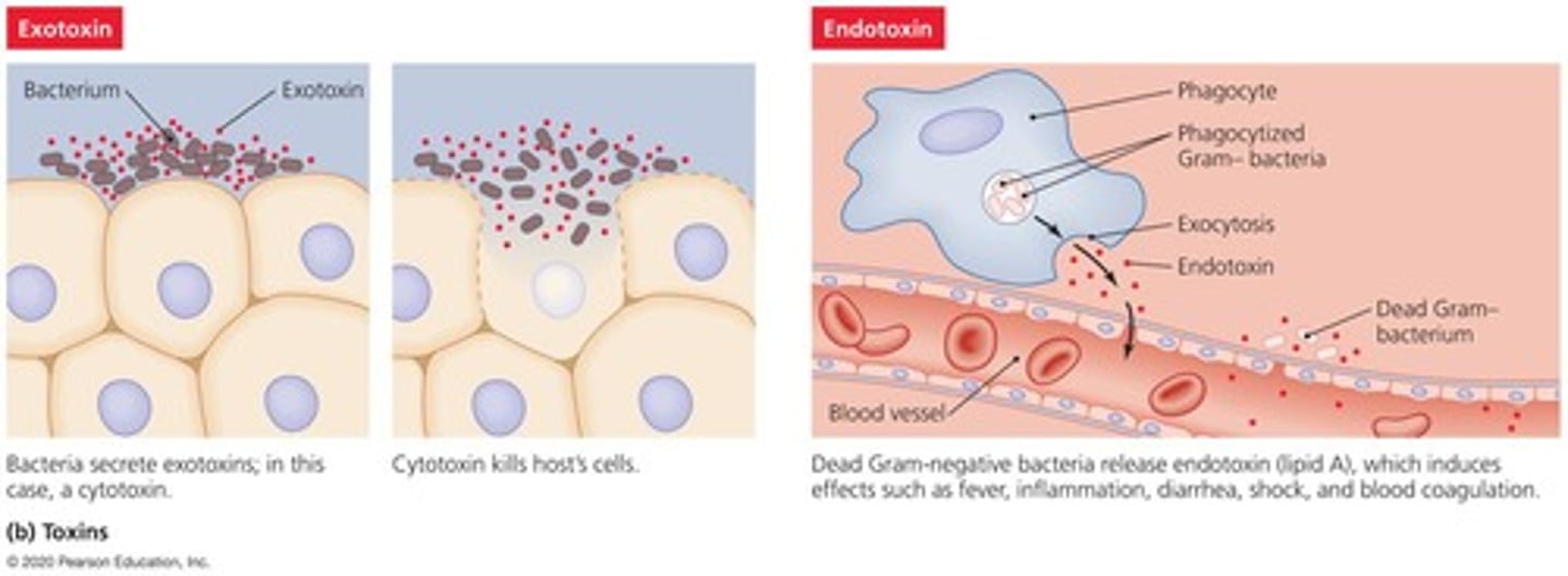 <p>Type of toxins that are secreted by bacteria and can cause damage to the host.</p>