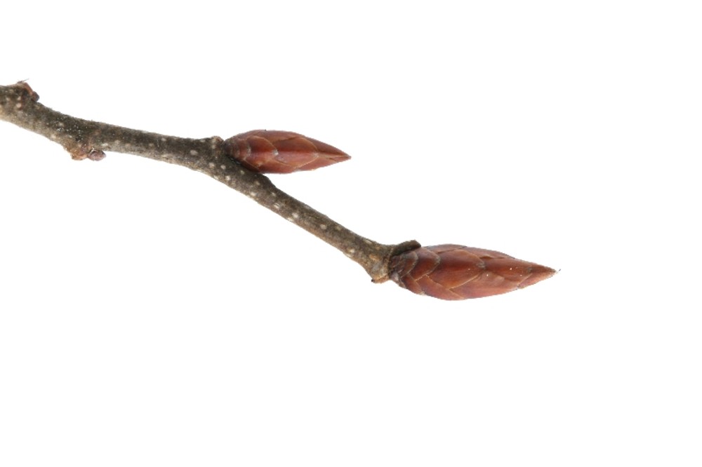 <p>smooth rippling bark, musclelike, thin twigs, alternate Buds: large in comparison to twigs, many scales, hairs</p>