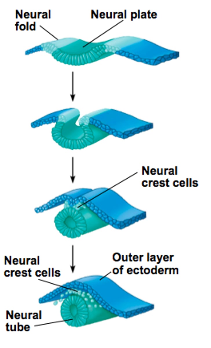 <p>end result of neurulation</p>