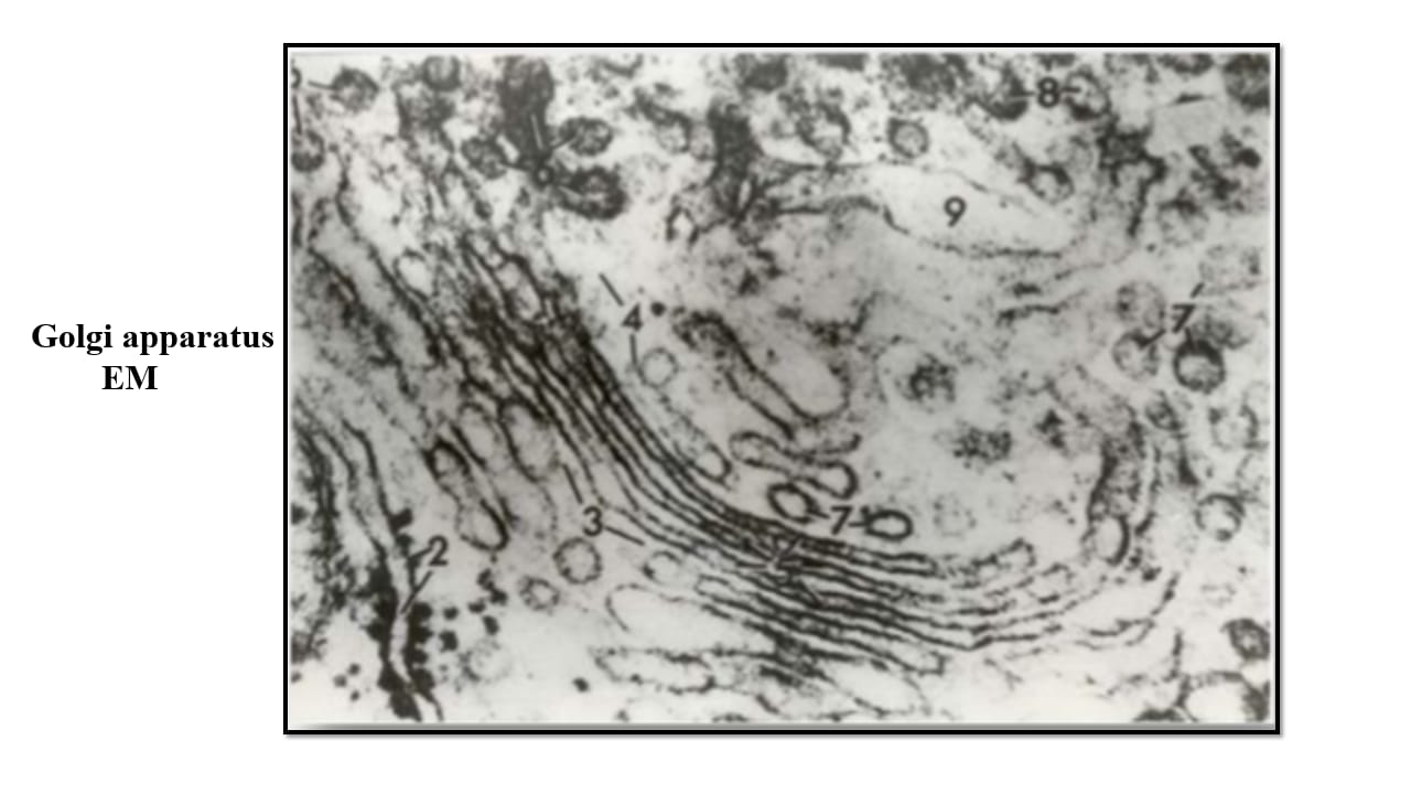 <p>Term 5</p>