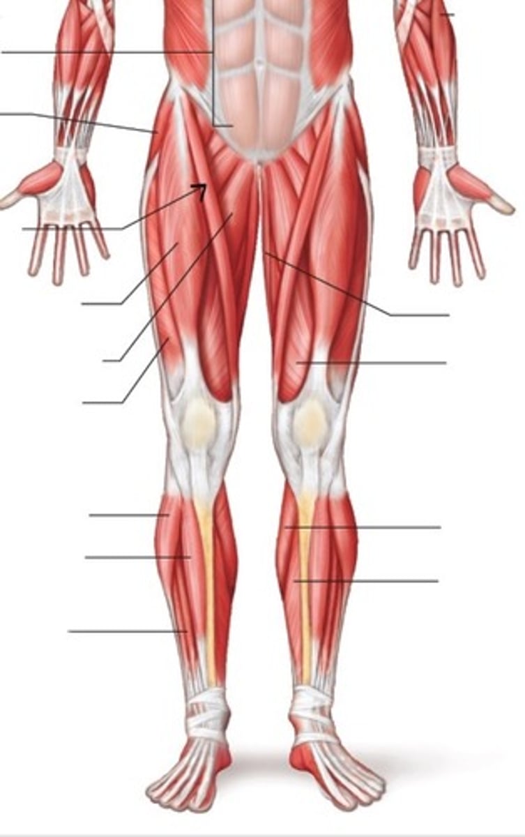 <p>What muscle is this?</p>
