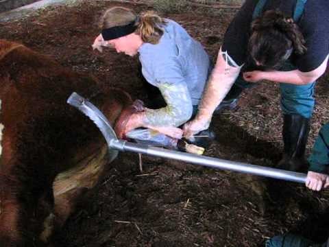 <p>Fetal extractor- calf</p>