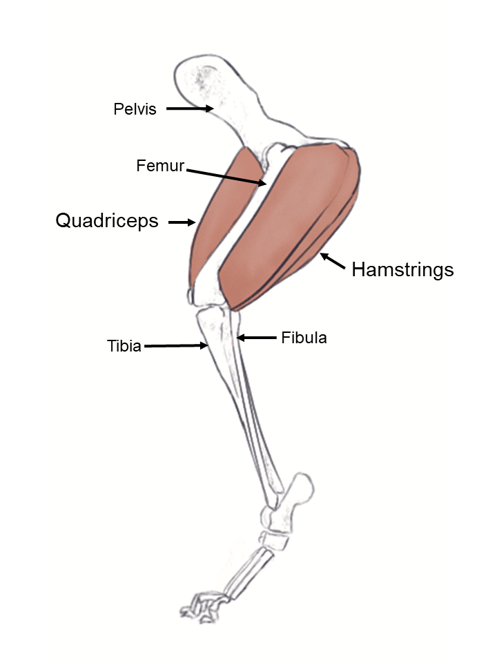 <p>when contracting, the knee extends, the ankle bends, and the digits extend</p>