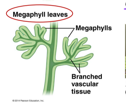 <p>almost all other vascular plants have megaphylls</p>