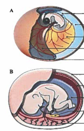 <p>Label the amniotic sac and the chorion on the figures below</p>