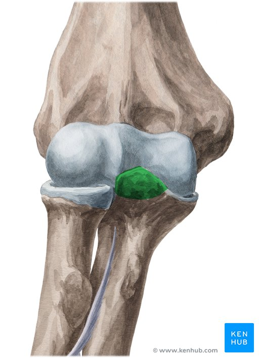 <p>name this bone or bone marking</p>