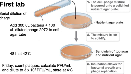 <ul><li><p>S. thermophilus uninfected (-) control </p><ul><li><p>Bacteria growth without phage </p></li></ul></li><li><p>Phage 2972 10<sup>-4</sup> </p></li><li><p> Phage 2972 10<sup>-5</sup> </p></li><li><p> Phage 2972 10<sup>-6</sup> in triplicate </p></li><li><p> Phage 2972 10<sup>-7</sup> in triplicate </p></li><li><p>9 in total </p></li><li><p> Triplicates to allow for more data points of the number of plaques</p></li></ul><p></p>