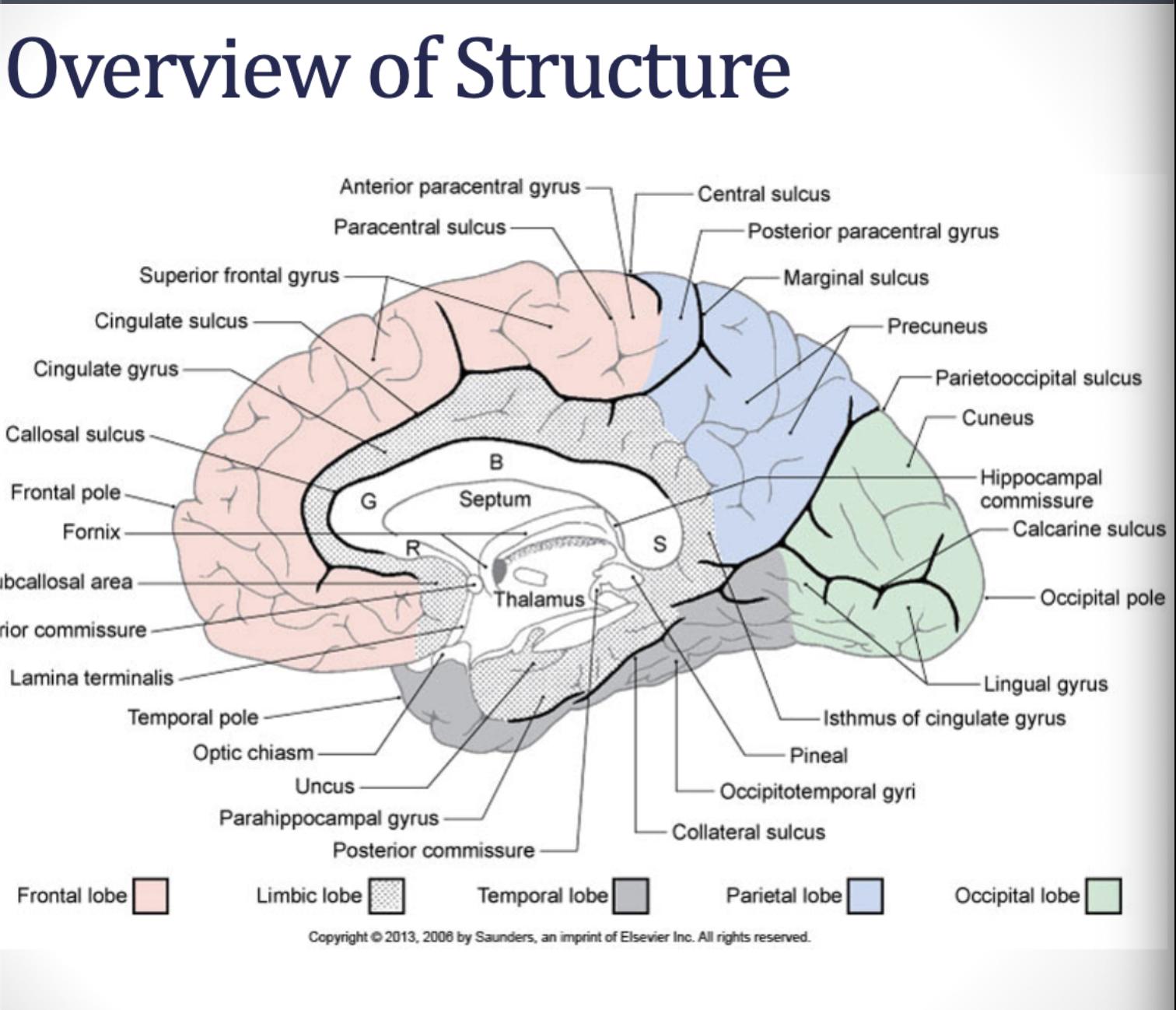 <p>limbic structures</p>