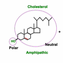 <ul><li><p>3 fursed hex rings and 1 pent ring</p></li><li><p>sterol → OH on thrid carbon of A ring</p></li><li><p>FA is added to chol in ER → less polor and more hydrophobic - better for travel</p></li></ul><p></p>