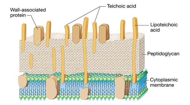 <p>Thick, multilayered, mainly peptidogylcan.</p><ol><li><p><strong>Trichroic acid</strong> - partially penetrates peptidoglycan</p></li><li><p><strong>Lipoteichoic acid </strong>- lipid attached to it to anchor itself into the cytoplasmic membrane</p></li><li><p>Trichroic and lipoteichoic acids regulate autolytic cell-wall enzymes → maintain shape</p></li></ol>