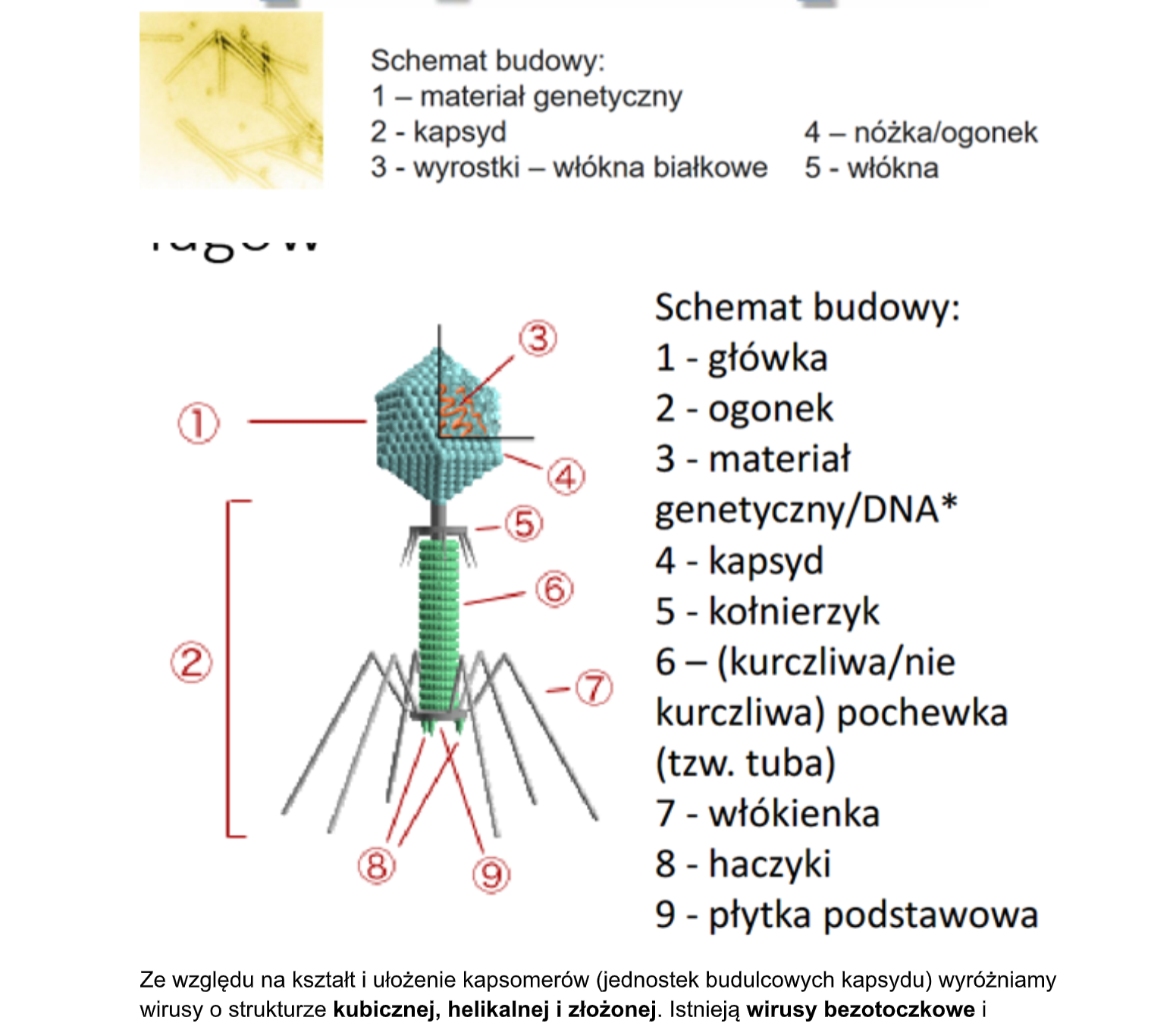<p>Wirion składa się z dwóch podstawowych elementów: kwasu nukleinowego, stanowiącego wirusowy genom, oraz otaczającego go płaszcza białkowego - kapsydu</p><p>Niektóre wirusy mają dodatkowo osłonkę lipoproteinową</p><p>Ze względu na kształt i ułożenie kapsomerów wirusy można podzielić na:</p><ul><li><p>wirusy o symetrii helikalnej</p></li><li><p>wirusy o symetrii ikozaedralnej (kubicznej)</p></li><li><p>wirusy o symetrii złożonej</p></li></ul><p></p>