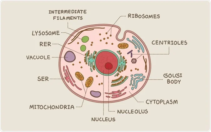 <p>They possess nuclei, nuclear membranes, organelles, multiple chromosomes and reproduce by mitosis. </p>