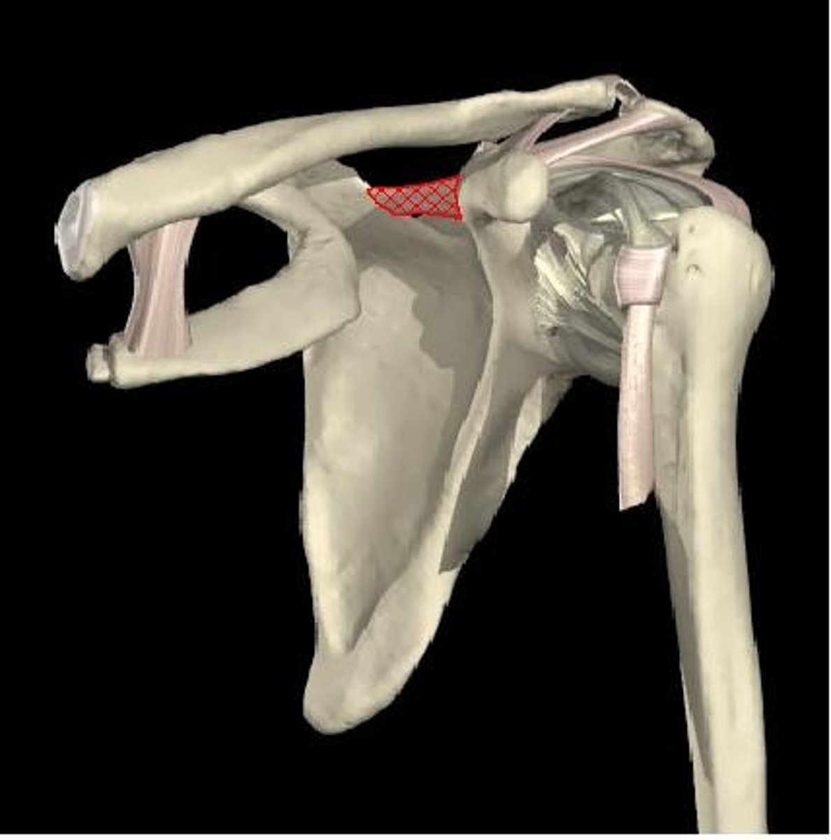 <p>bridges the scapular notch, suprascapular artery over &amp; suprascapular nerve under</p>