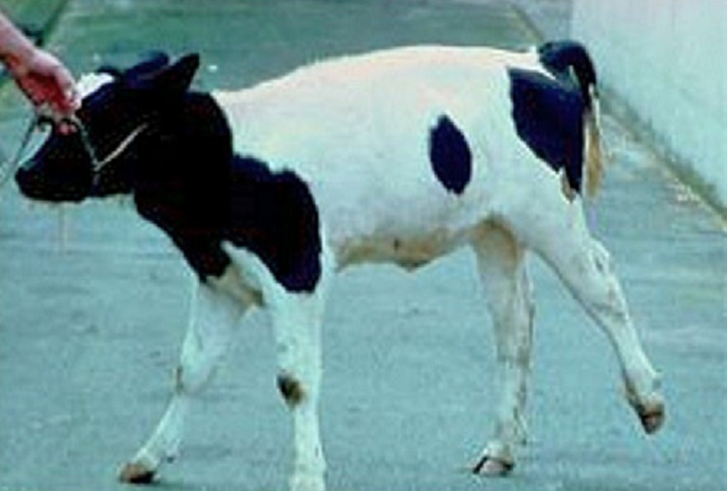 <p>spastic paresis/elso heel causes a marked asymmetric _______ and ________ in which legs?</p><p>AND a progressive CONTRACTION of which muscle?</p><p>This is because control of the __________ nerve is gone and causes the legs to stay straight.</p>