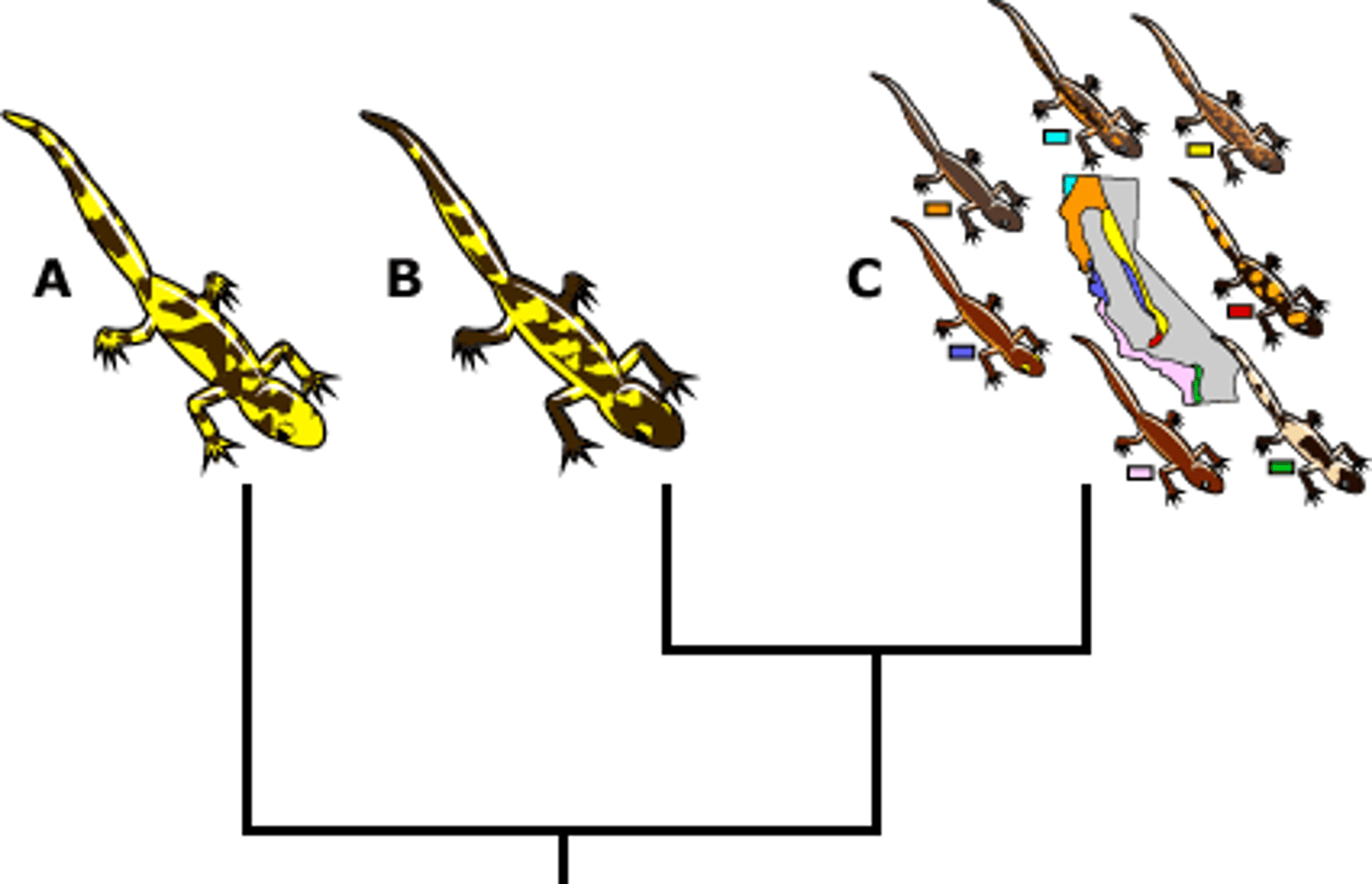 <p>smallest group of organisms that share a common ancestor</p>