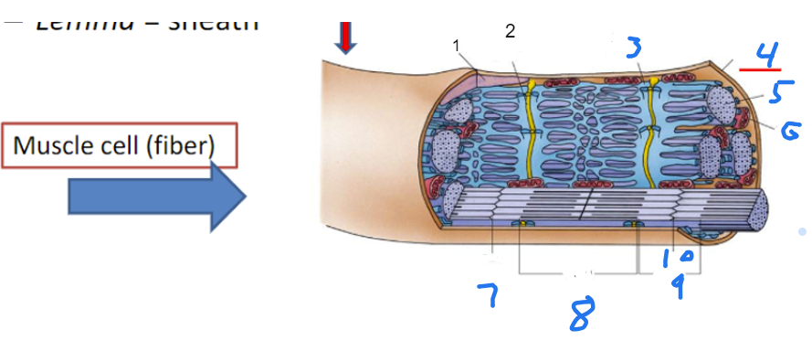 <p>Identify the Muscle cell (fiber)</p>