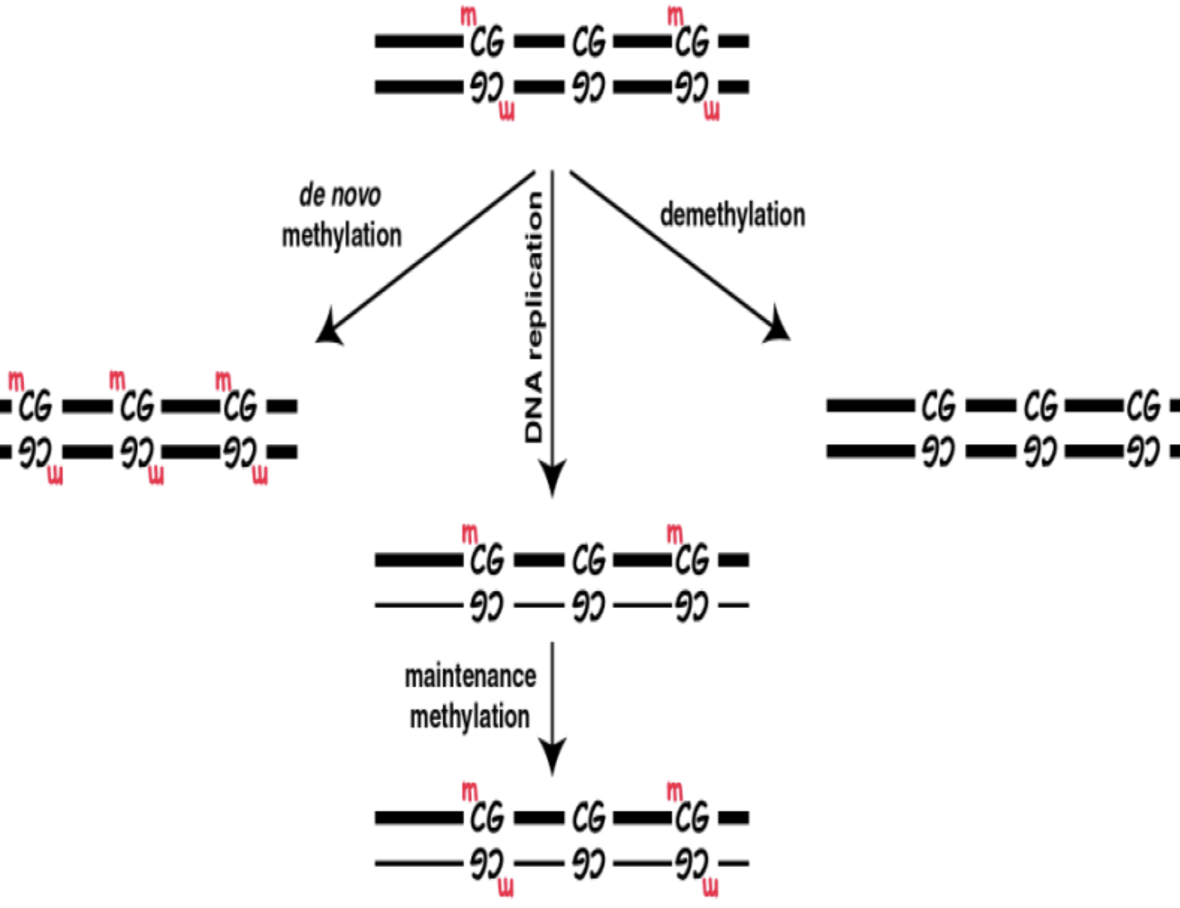 <p><strong><u>Maintenance methylation:</u></strong> Refers to the <strong><span style="color: yellow">preservation</span> </strong>of <strong><span style="color: yellow">existing DNA methylation patterns</span> </strong>after <strong><span style="color: yellow">DNA replication</span></strong></p><ul><li><p>Requires a <strong><span style="color: yellow">hemi-methylated DNA substrate </span></strong></p></li></ul><p><strong><u>De Novo methylation:</u></strong> Refers to the <strong><span style="color: blue">addition</span> </strong>of <strong><span style="color: blue">methyl groups</span> </strong>to <strong><span style="color: blue">unmethylated DNA sequences</span>, </strong>producing <strong><span style="color: blue">new methylation patterns</span></strong></p><p><strong><u>Demethylation:</u></strong> Refers to the <strong><span style="color: red">removal</span> </strong>of <strong><span style="color: red">methyl groups</span> </strong>from DNA</p>