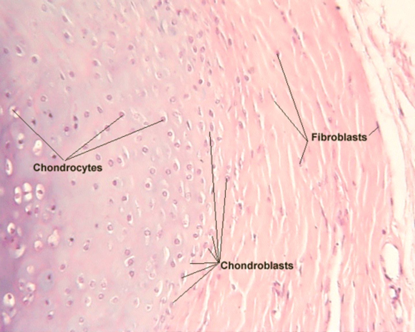 <p>immature cartilage cell (responsible for matrix production)</p>