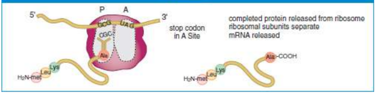 <p>end of translation; hydrolyses polypeptide chain, released from the tRNA in the P site, and the two ribosomal subunits will dissociate</p>