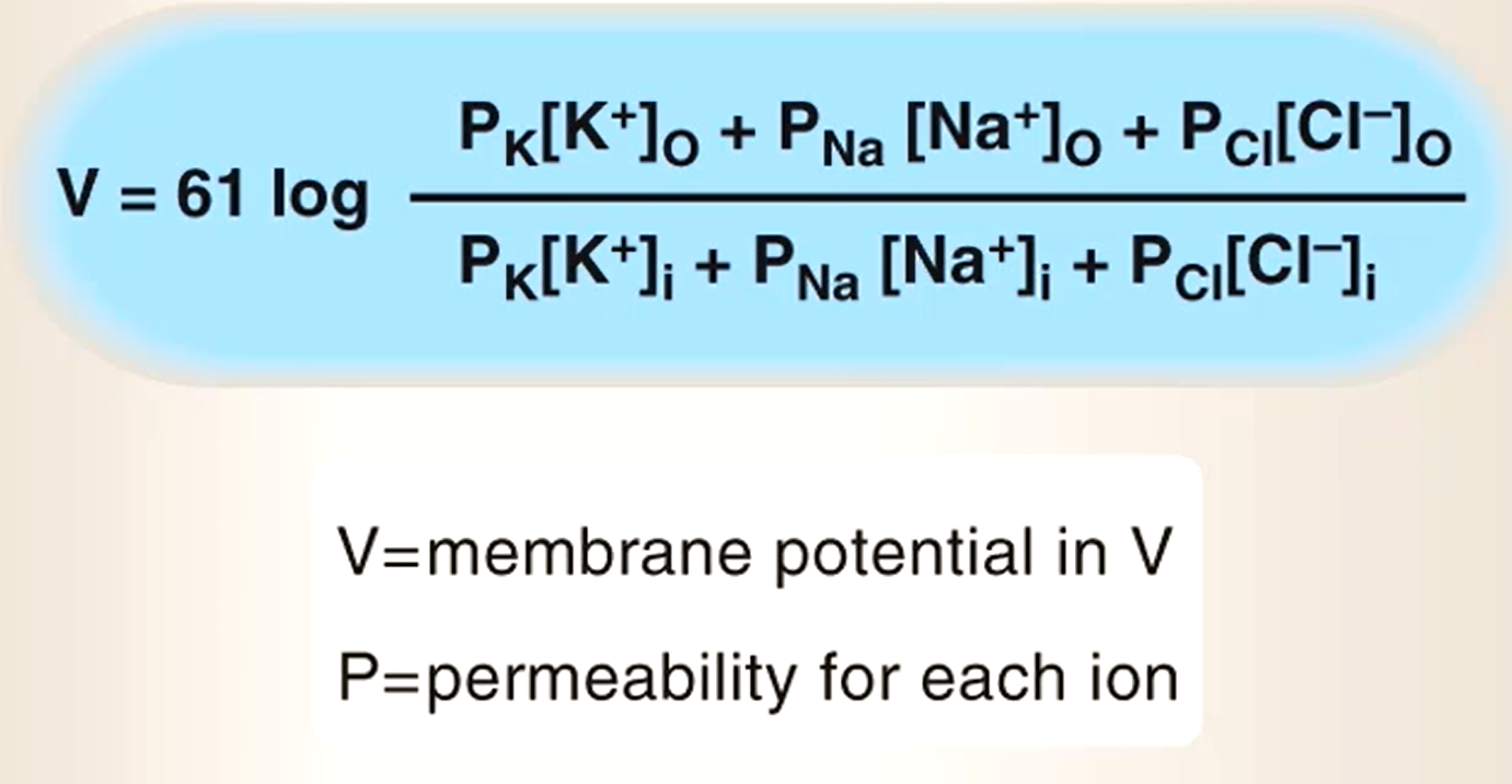 <p>Used to calculate <strong>overall membrane resting potential</strong>, accounting for all ions and their permeability </p>