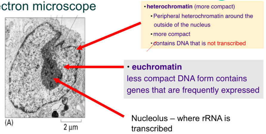 <p>Heterochromatin = more compact</p><ul><li><p>Contains DNA that is not transcribed</p></li><li><p>Peripheral hetero = around outside of nucleus</p></li></ul><p>Euchromatin </p><ul><li><p>less compact DNA form</p></li><li><p>Genes that are frequently expressed</p></li></ul><p></p>