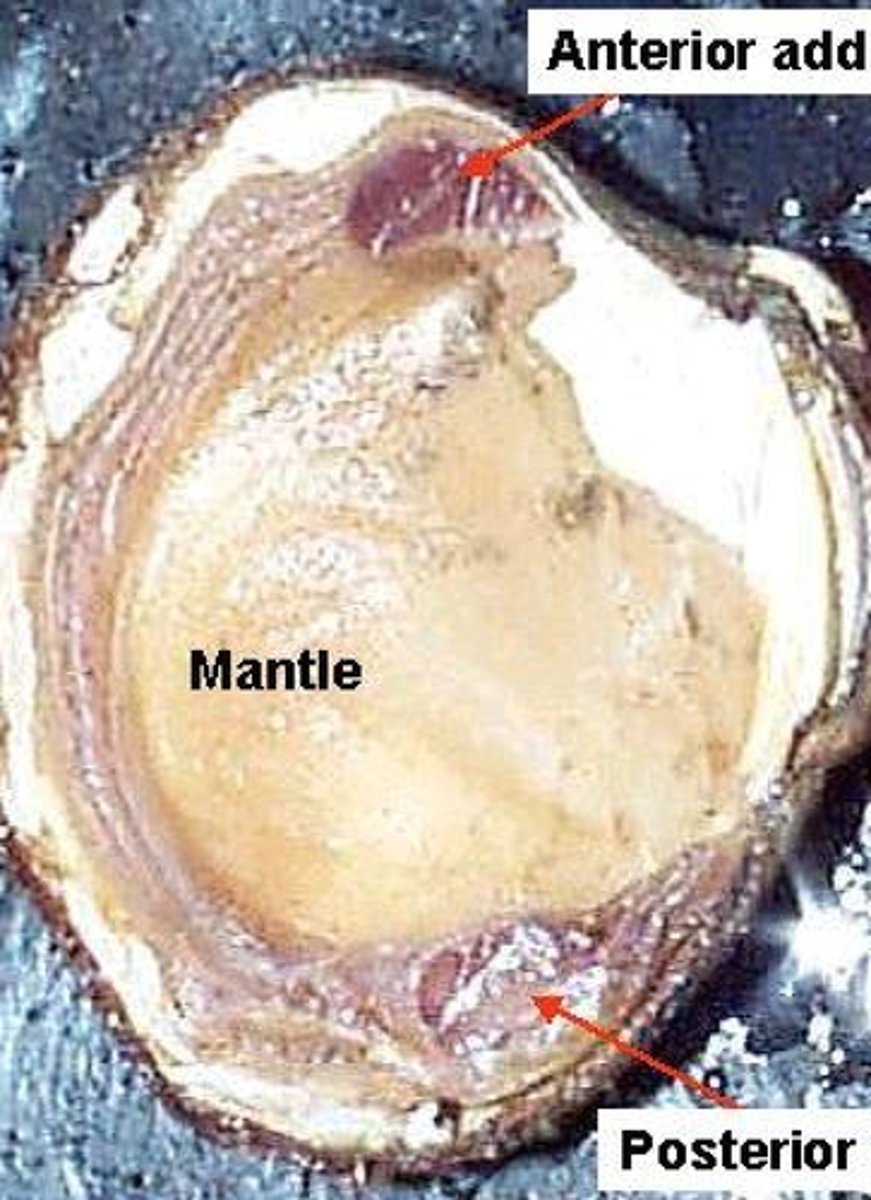<p>Epidermal layer of the visceral mass of a mollusk that secretes an external shell of CaCO3 (snails, clams, octopus &amp; squid)</p>