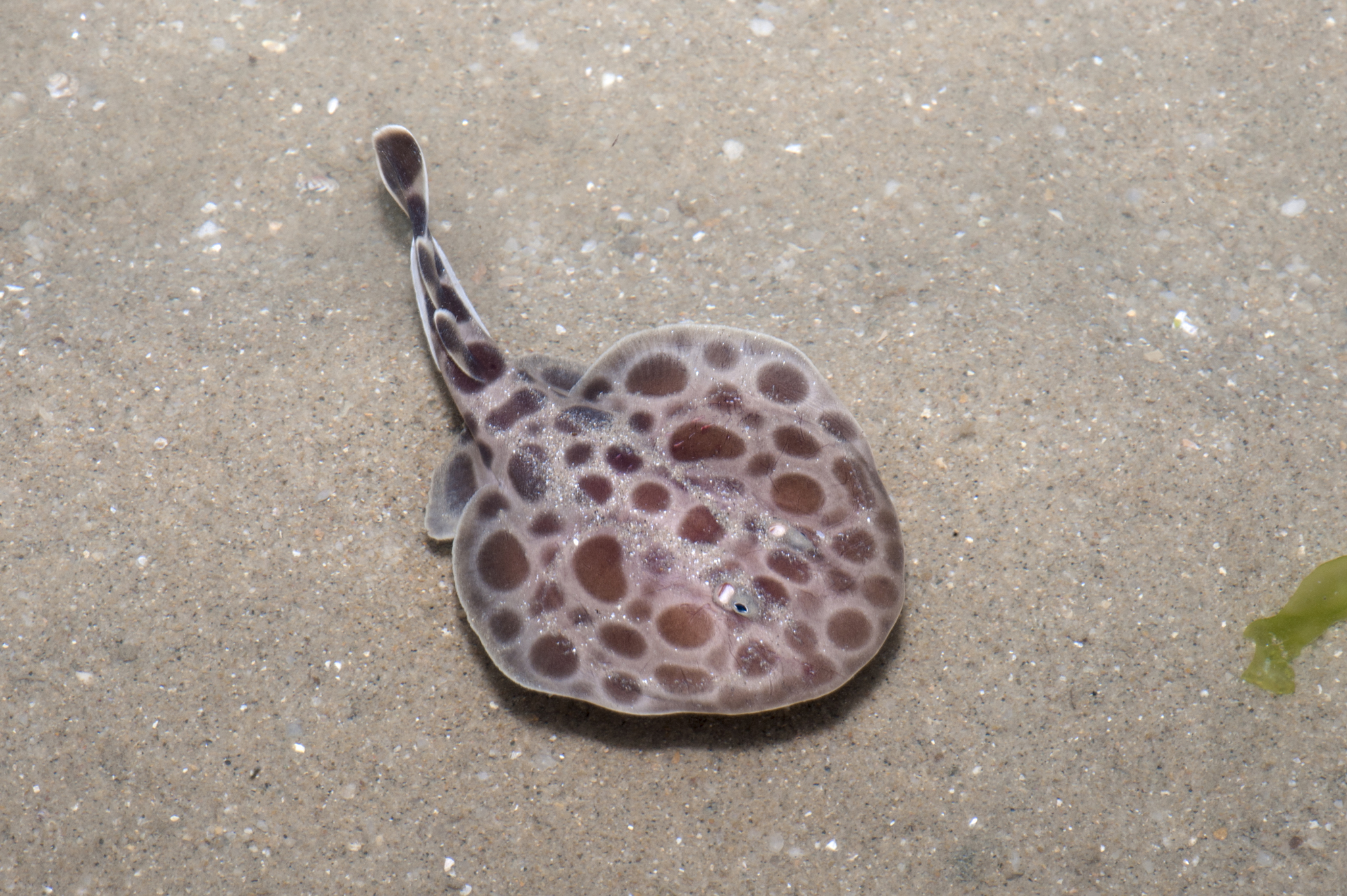 <p>Order Torpediniformes</p>