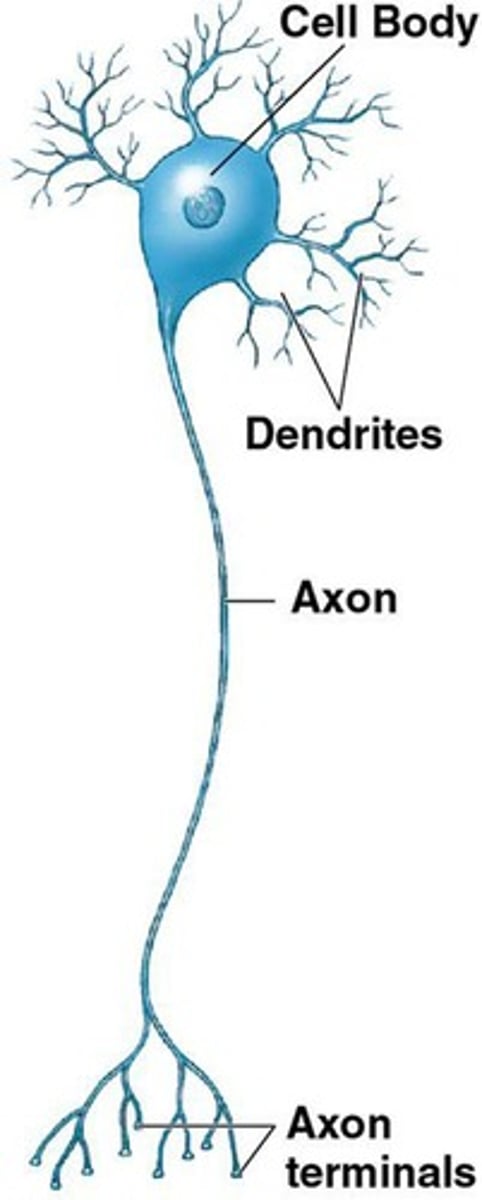 <p>Receive stimuli from the environment or other neurons; highly branched.</p>