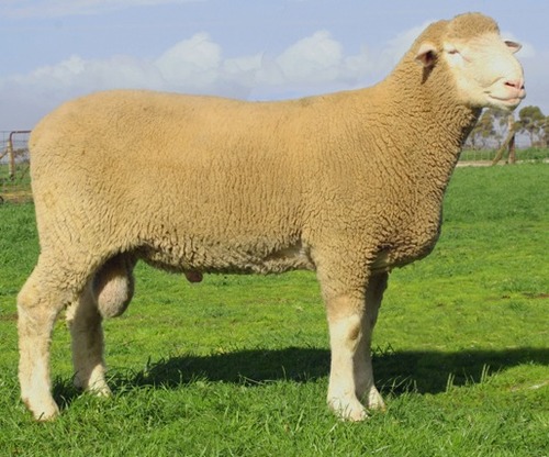 <p><br>What is this sheep breed?</p>