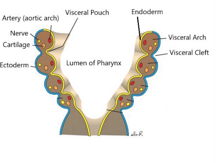 <p>Arch anatomy </p>